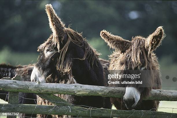 Zwei französische Poitou-Esel hinter einem Holzzaun im Außengehege des Tierparks Warder. Dunkelbraunes, zotteliges Fell und helle Maul-und Augenringe...