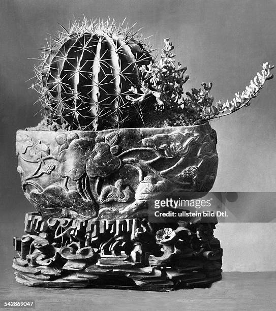Kaktus Thelocactus setispinus, auch genannt Echinocactus setispinus, Kugelkaktus, im eleganten Übertopf- undatiert, vermutlich 1910er...