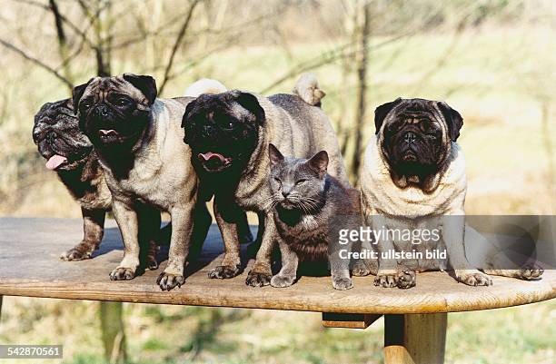 Drei hechelnde Möpse stehen auf einem Tisch, daneben sitzt eine Katze mit grauem Fell und ganz rechts hockt ein Mops nah an der Kante. Hund und...