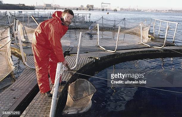 Fischzüchter Tassilo Jäger-Kleinicke holt mit einem Käscher Lachsforellen aus einem Fischzuchtbecken. Er ist in Ölzeug gekleidet und steht auf einem...
