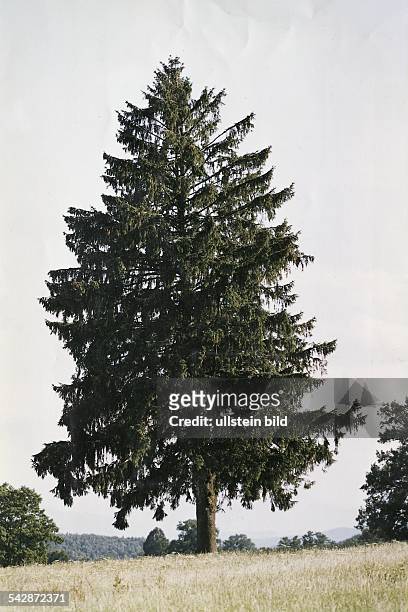 Gemeine Fichte , auch Rottanne oder Rot-Fichte genannt, Gattung der Kieferngewächse; ein Nadelbaum von schmal kegelförmigem Wuchs, der als der...