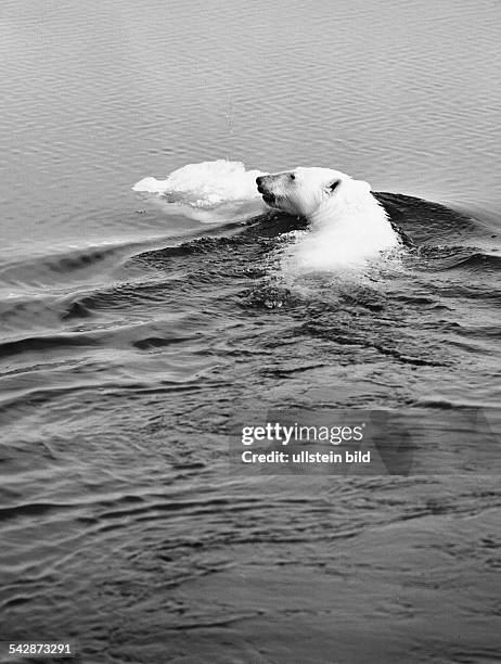 Schwimmender Eisbär in freier Wildbahn, Eismeer- 1965