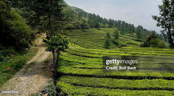 indonesia, java,  tea plantations on puncak pass - puncak pass stock pictures, royalty-free photos & images