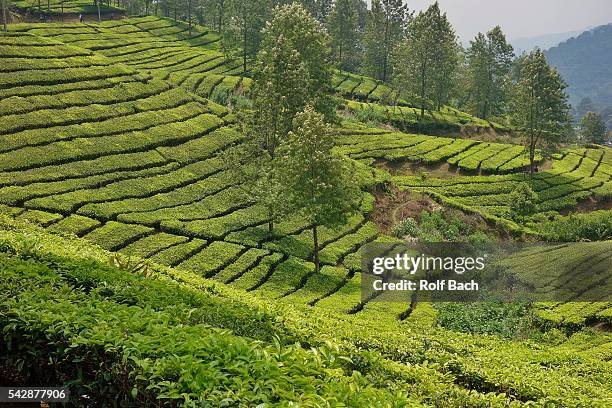indonesia, java,  tea plantations on puncak pass - puncak pass stock pictures, royalty-free photos & images