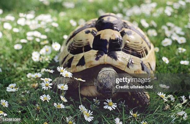 Griechische Landschildkröte durchquert eine Wiese mit blühenden Gändeblümchen im Tierpark Nordhorn. Aufgenommen 1998.