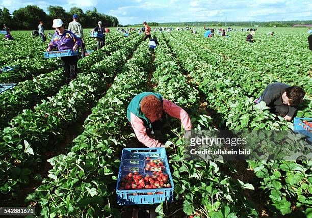 Polnische Saisonarbeiter pflücken Erdbeeren und füllen sie noch auf dem Feld in Portionsschalen. .