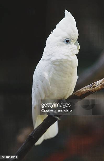Ein Weißhauben-Kakadu sitzt auf einem Ast. Aufgenommen Dezember 1999.