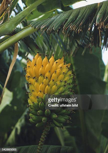 Bananenstaude der Zwerg-Banane , die überwiegend auf den Kanarischen Inseln angebaut werden, Familie der Bananengewächse. Aufgenommen um 1997.