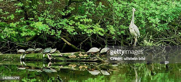 Ein Fischreiher am dichtbewachsenen Ufer einer Insel im Bramfelder See in Hamburg. Mehrere Schildkröten sitzen daneben auf einem umgestürzten...