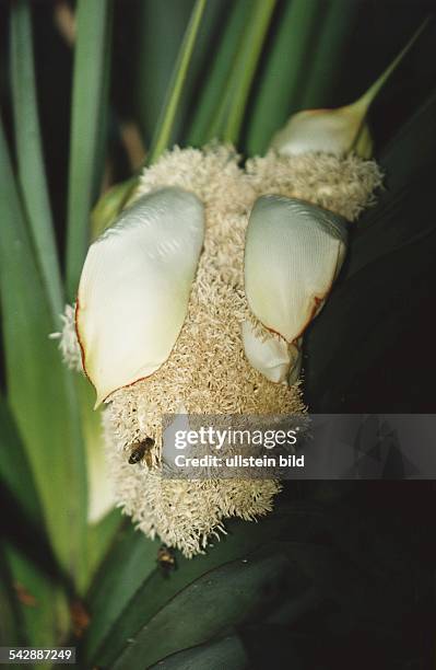 Blüte der Baumwollpflanze mit Blütenblättern und Staubgefäßen. Aufgenommen November 1998.