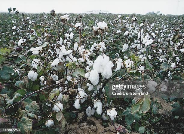 Eine Baumwollplantage in Südspanien. Aus den reifen Kapseln quillt die Samenwolle heraus, die als wichtiger Rohstoff in der Textilbranche zu Stoffen...