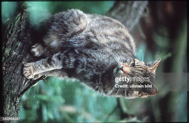 Wildkatze auf einem Baumstamm im Wildpark Eekholt. Undatiertes Foto.