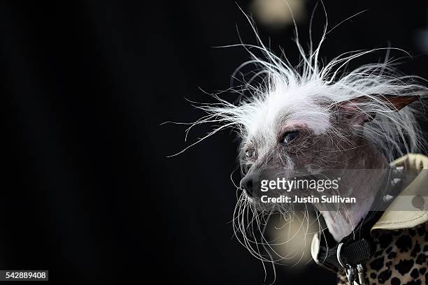 Chinese Crested dog named Rascal Deux of Sunnyvale, California, looks on during the 2016 World's Ugliest Dog contest at the Sonoma-Marin Fair on June...
