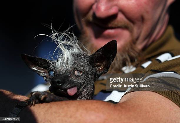 Jason Wurtz of Van Nuys, California, holds his dog Sweepee Rambo after winning the 2016 World's Ugliest Dog contest at the Sonoma-Marin Fair on June...