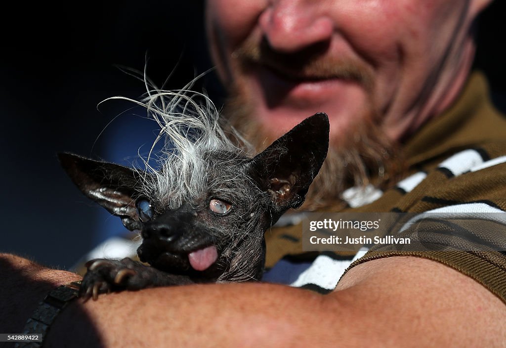 Canines Compete In World's Ugliest Dog Contest