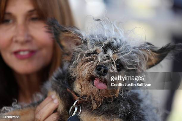 Yvonne Morones of Santa Rosa, California, holds her dog Scamp during the 2016 World's Ugliest Dog contest at the Sonoma-Marin Fair on June 24, 2016...