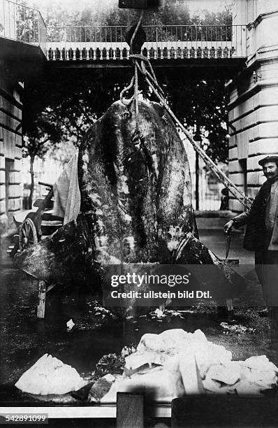 Ocean sunfish on a hook, date unknown, probably around 1912