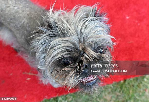 Monkey, a Brussels Griffon owned by Scotch Hayley, walks along the red carpet during the World's Ugliest Dog Competition in Petaluma, California on...