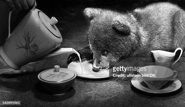 Ein Bärenkind im Tierkinder-Zoo trinkt Milch aus einer Untertasse- 1954