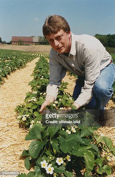Obstbauer Johannes Cornils vom Erdbeerhof Cornils in Bad Oldeslohe inspiziert die Blüten der Erdbeerpflanzen. Erdbeere , Familie der Rosengewächse....