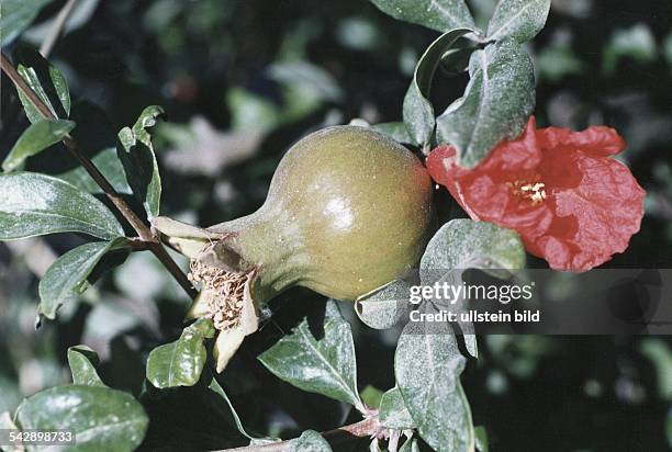 Frucht und Blüte am Zweig eines Granatapfelbaums auf Zypern. Aufgenommen Juni 1996.