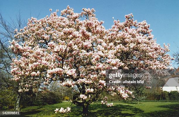 Magnolienbaum () Magnolienbaum