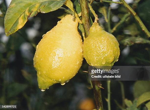 Zitrone, die Frucht des Zitronenbaumes , Familie der Rautengewächse. Aufgenommen 1996.