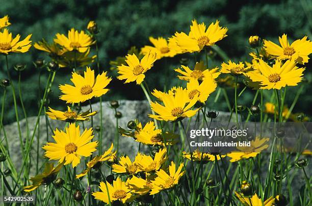 Gelbe Blüten: Mädchenauge , Familie der Korbblütler.