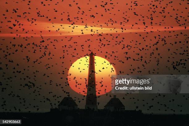 Vogelschwarm bei Sonnenuntergang / Sonnenaufgang im Nationalpark Wattenmeer vor dem Westerhever Leuchtturm auf der nordfriesischen Halbinsel...