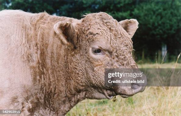 Galloway-Rind mit braunem, gekräuselten Fell. . News Photo - Getty Images