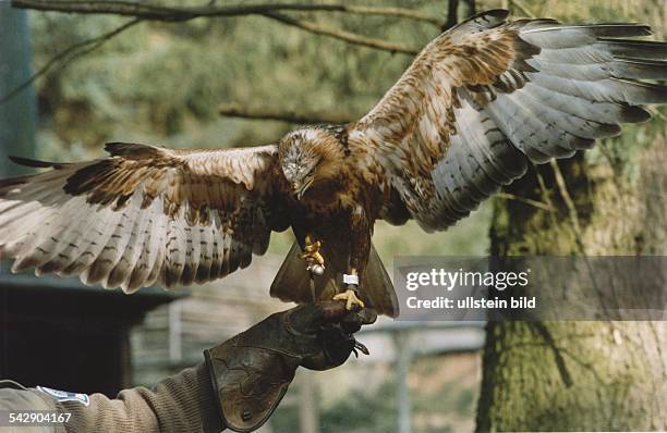 Adlerbussard "Adrio" steht mit ausgebreiteten Flügeln auf einem Lederhandschuh. Ein Bein ist beringt, am anderen ist ein Glöckchen befestigt....