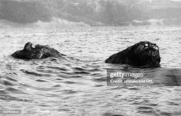 Eine Aufnahme des See-Ungeheuersvon Loch Ness .Das 'Ungeheuer' war vermutlich einBaumstamm, der von der Strömung bewegtwurde- 1933