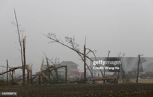 June 25: The trees were blown down in the tornado.Danping Village of Chenliang Township in Funing, Yancheng, east China's Jiangsu Province, June 25,...