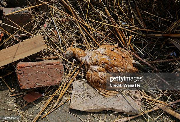 Exploding Dead Chicken 89 Dead Chicken Head Stock Photos, High-Res Pictures, and Images ...