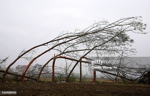 June 25: The trees were blown down in the tornado.Danping Village of Chenliang Township in Funing, Yancheng, east China's Jiangsu Province, June 25,...