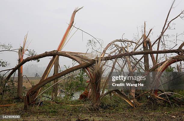 June 25: The trees were blown down in the tornado.Danping Village of Chenliang Township in Funing, Yancheng, east China's Jiangsu Province, June 25,...