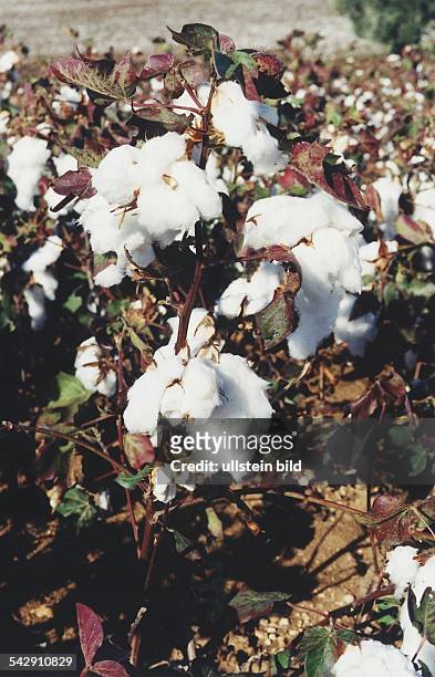 Baumwollpflanze , Famile der Malvengewächse. Aufgenommen um 1997.