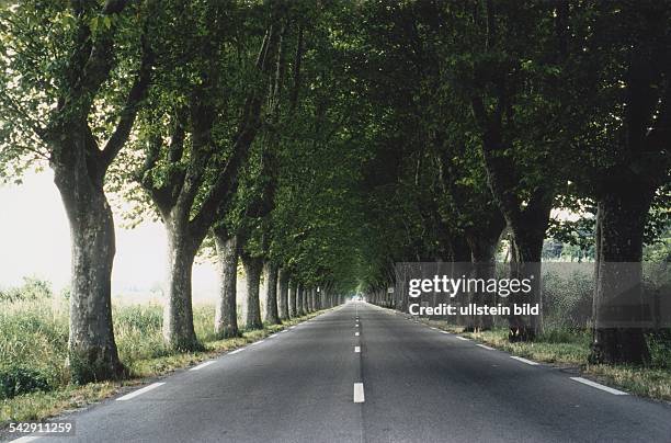 Platanenallee bei St. Rémy-de-Provence. Die Baumreihen fassen eine schnurgerade Landstraße ein. Aufgenommen um 1994.