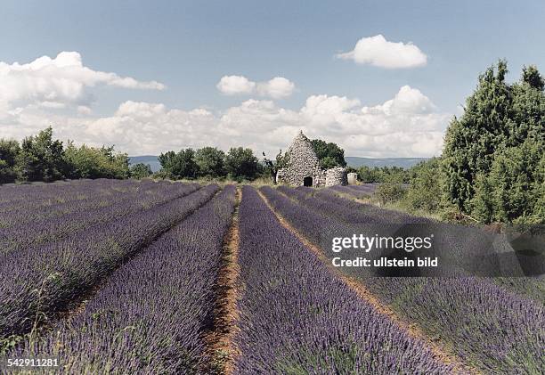 Ein Lavendelfeld bei Apt im Lubéron in der Provence. Im Hintergrund eine Steinhütte. Aufgenommen um 1994.