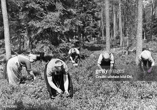 Frauen beim Ernten von Blaubeeren ca. 1941