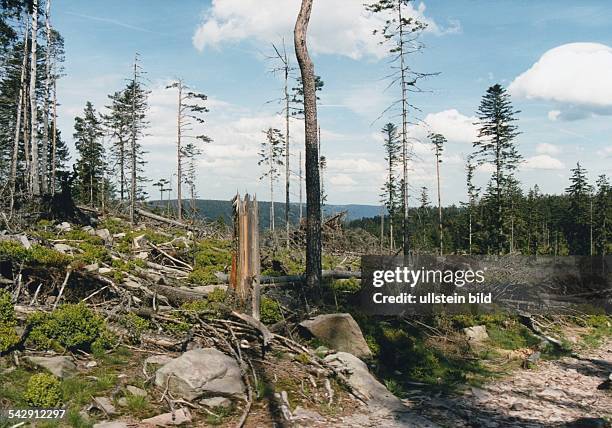 Im Hochschwarzwald stehen abgestorbene Kiefern auf einer Anhöhe. Baumsterben, Waldschäden, Waldsterben. Aufgenommen März 1997. Symbolbild