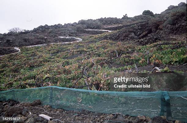 La Palma, Kanarische Insel, Spanien: Weinanbau im Norden der Insel. Der Wein wächst nur dicht am Boden, weil er so jeden Tropfen Wasser verwerten...