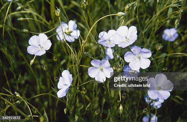 33 Flachs Stock Photos High Res Pictures And Images Getty Images 33-flachs-stock-photos-high-res-pictures-and-images-getty-images