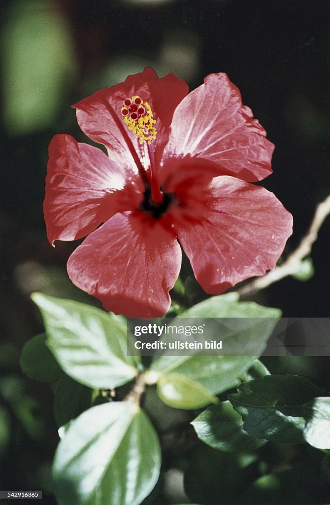 Chinesischer Roseneibisch / Pflanze