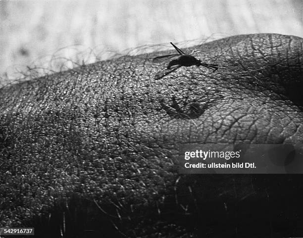 Kampf gegen das 'Gelbe Fieber' in Brasilien" - eine Gelbfiebermücke sitzt auf der Haut1932Foto: Martin Munkacsy