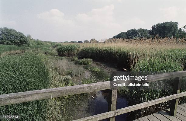 Das Heuckenlock, der letzte größere Süßwassertideauenwald Europas, gilt als Hamburgs wertvollstes Naturschutzgebiet. Ein Holzsteg führt über einen...