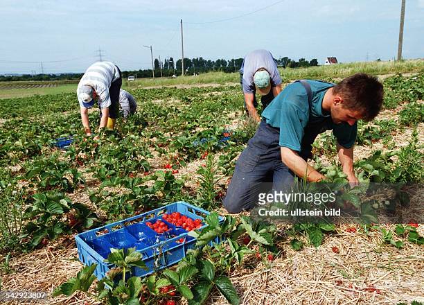 Polnische Saisonarbeiter pflücken die reifen Früchte von den Pflanzen und packen sie in Portionsschälchen. Erdbeere; Erdbeeren; Landwirtschaft. .