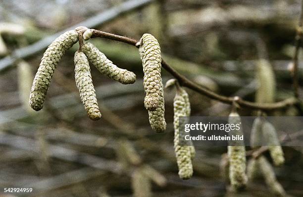 Haselkätzchen, Blüten des Haselnussstrauches . Viele Menschen reagieren mit Heuschnupfen allergisch auf die Pollen. .