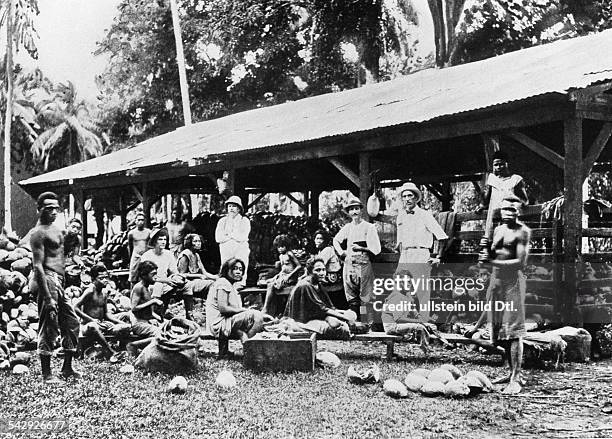 Deutsche Kolonie 1900-1914Kokosnuss - Ernte in Samoa: Zerkleinern der Nüsse .um 1905