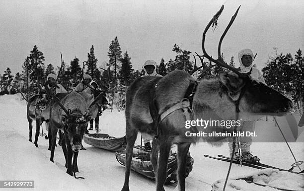 Finnisch-sowjetischer Winterkrieg Nov39-März40: Finnische Soldaten mit Rentierschlitten im Gebiet der Nordfront bei Petsamo.Februar/März 1940